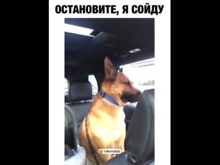 video by prikoldesy