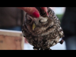 what happens if you pet an owl